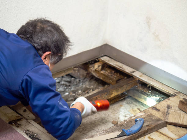 Best Kitchen Mold Remediation in Trempealeau, WI