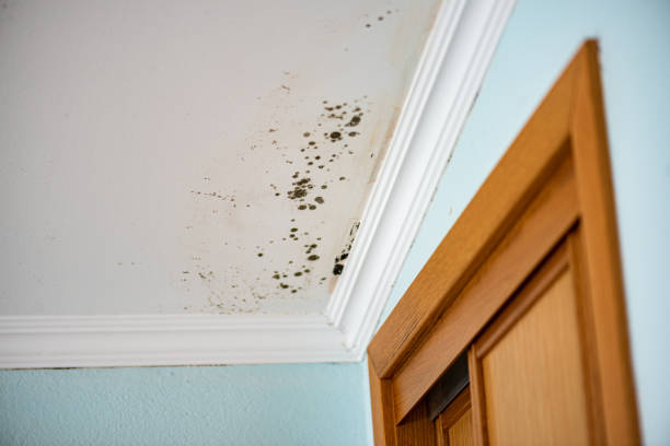 Best Localized Mold Remediation (e.g., coastal areas, humid climates) in Trempealeau, WI