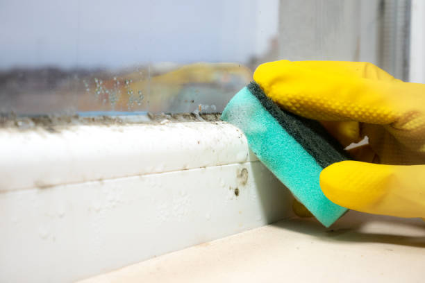 Best Health and Safety Mold Remediation in Trempealeau, WI