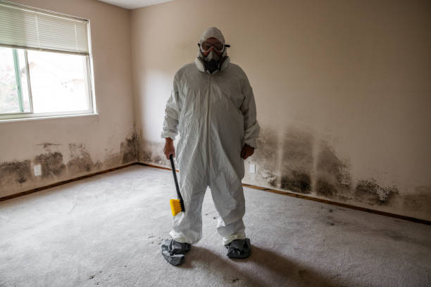 Best DIY Mold Remediation Support Services in Trempealeau, WI