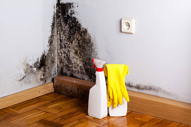 Best Mold Testing and Inspection Services in Trempealeau, WI