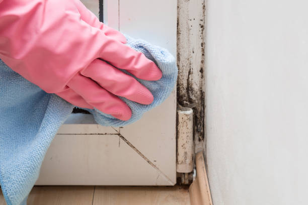 Best Basement Mold Remediation in Trempealeau, WI