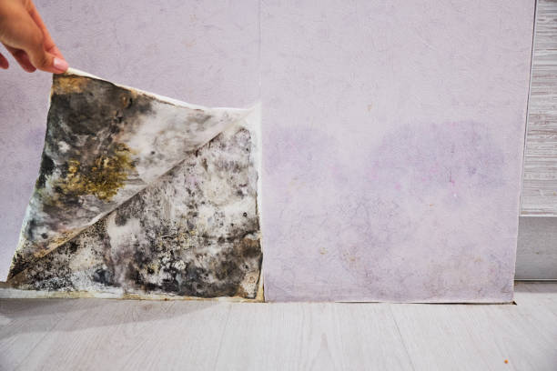 Trempealeau, WI Mold Remediation Company